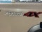 2022 Nissan Frontier Crew Cab PRO-4X 4x4